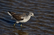 Greenshank